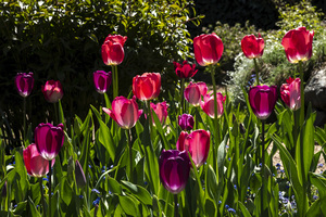 Glowing Tulips