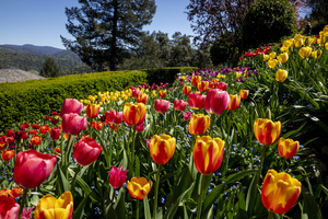 Tulip Garden