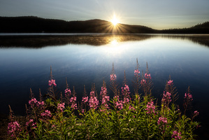 Pink Flowers at Sunrise
