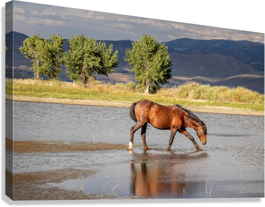 Wild Horse Reaching For Water Canvas Print