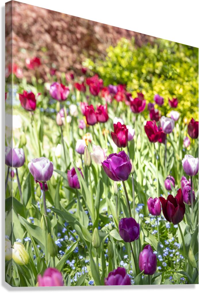 Tulip Impressionism Canvas Print