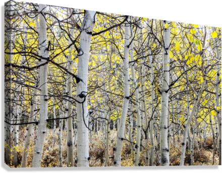 Aspen Tree Trunks Canvas Print