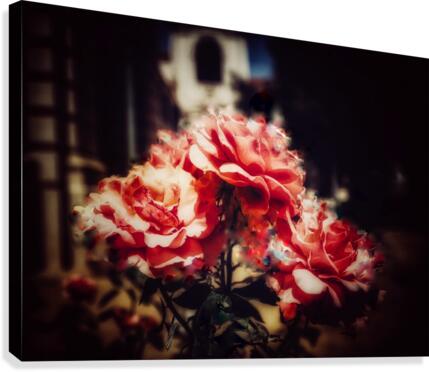 Rose Canvas Print