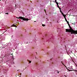 Cerisier du japon
