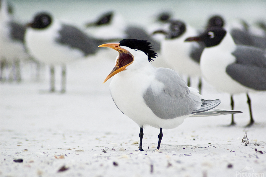 Stop Chirping at Me by David Ruderman punctum photography Wall Art