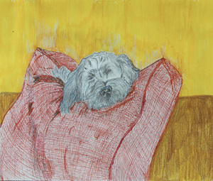 Canine
