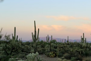 Arizona Desert