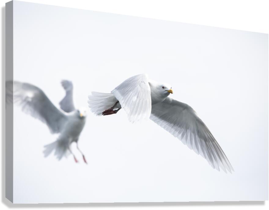 Gulls Canvas Print