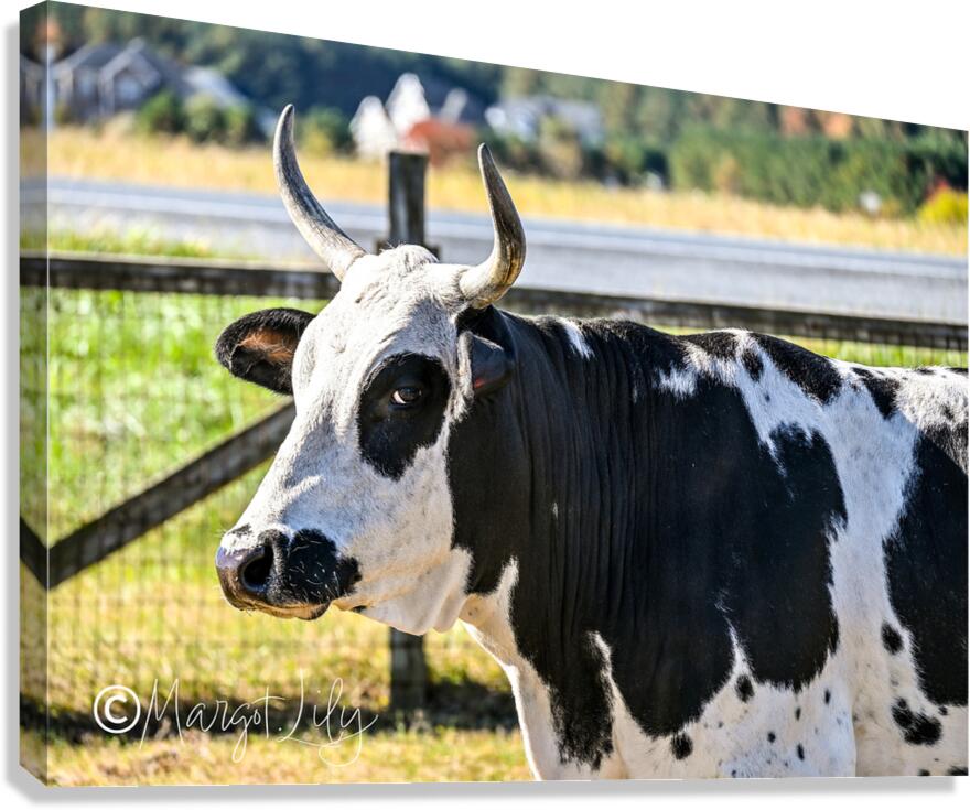 Cow Canvas Print