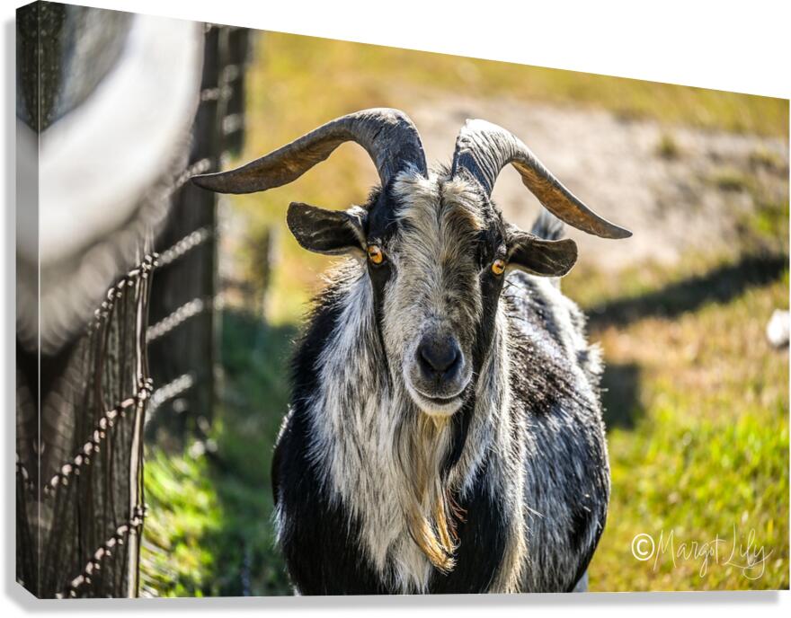 Goat Canvas Print