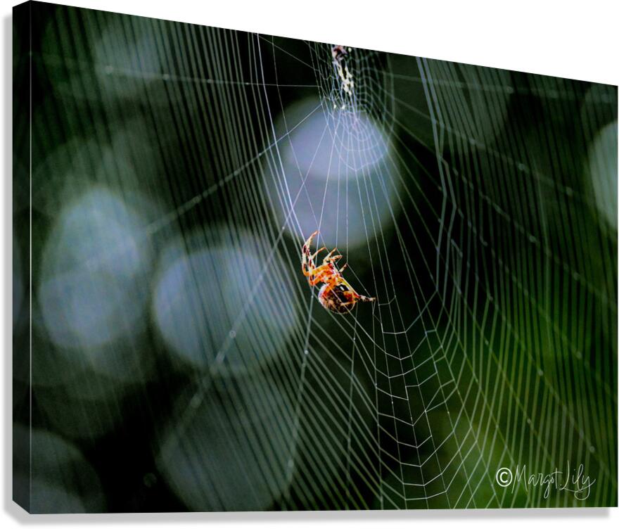 Spider Canvas Print