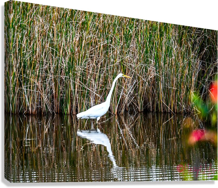 Egret Canvas Print