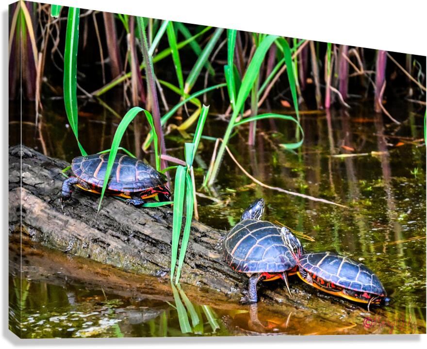 Sleepy turtles Canvas Print