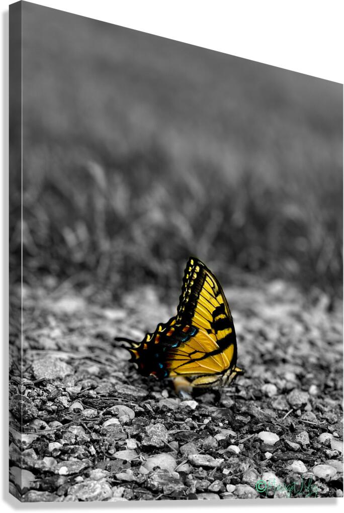 Butterfly Canvas Print