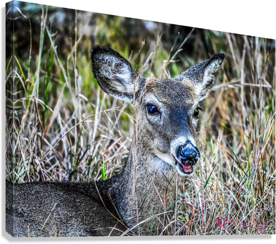 Deer Canvas Print