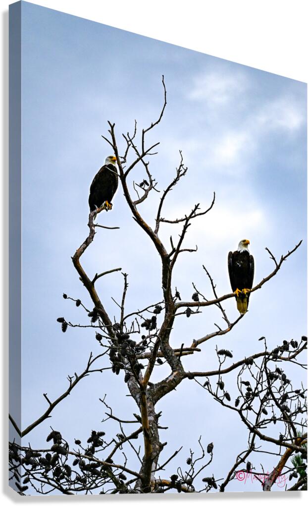 Bald Eagles Canvas Print