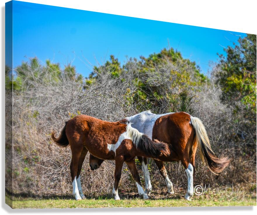 Wild ponies Canvas Print