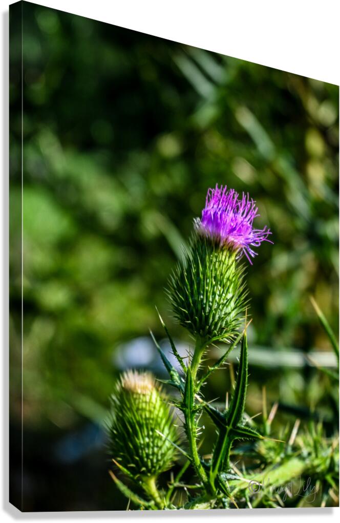 Thistle Canvas Print