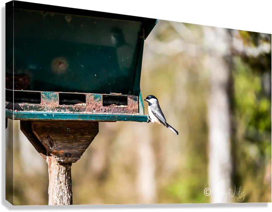 Black-capped chickadee Canvas Print