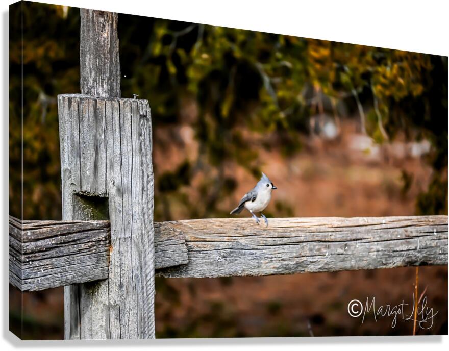 Titmouse Canvas Print