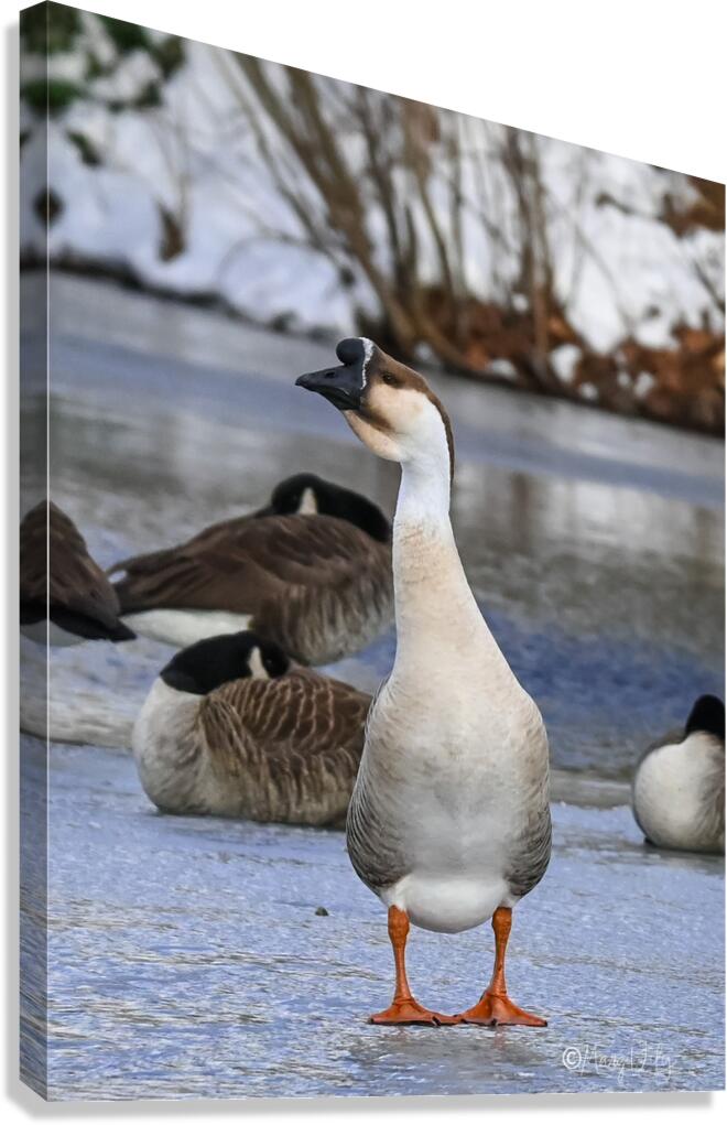 Goose Canvas Print
