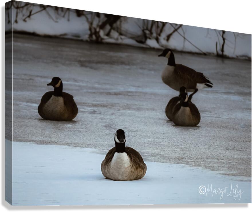Winter geese Canvas Print