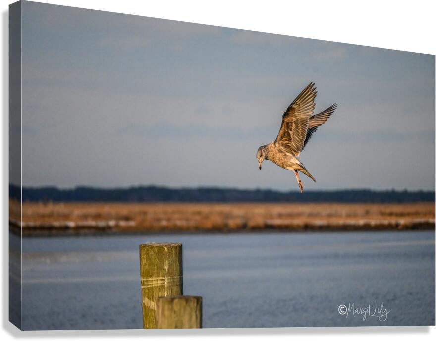 Seagull Canvas Print