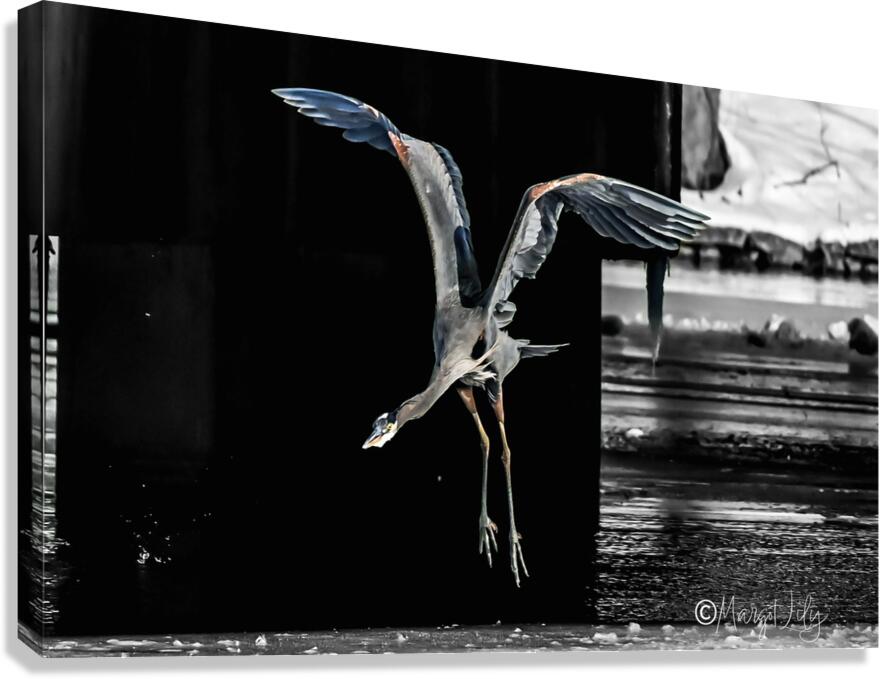 Heron Canvas Print