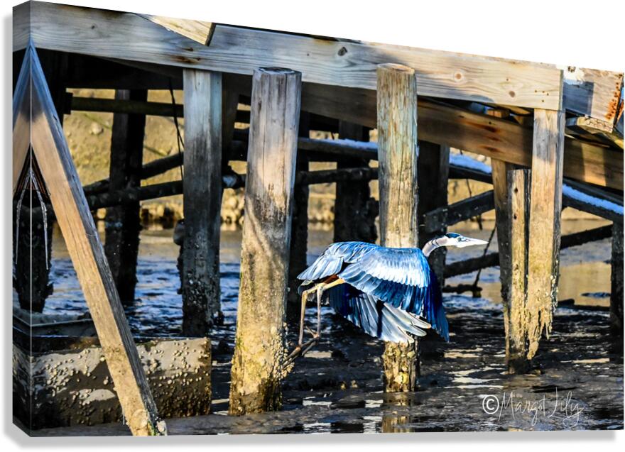 Heron Canvas Print
