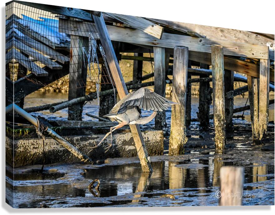 Heron Canvas Print