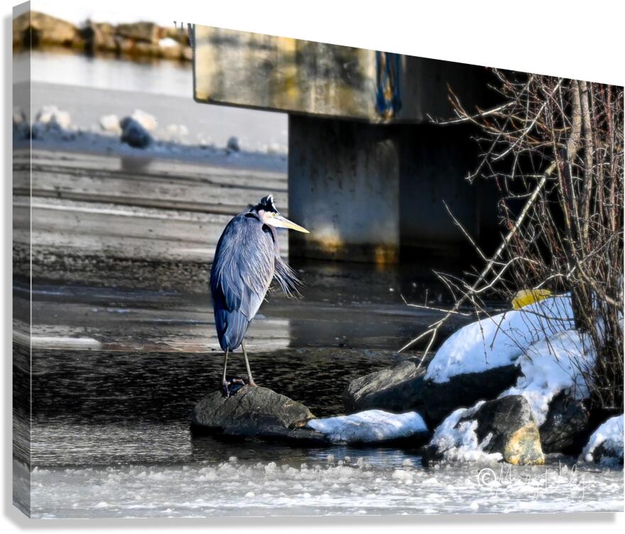 Grumpy Heron Canvas Print