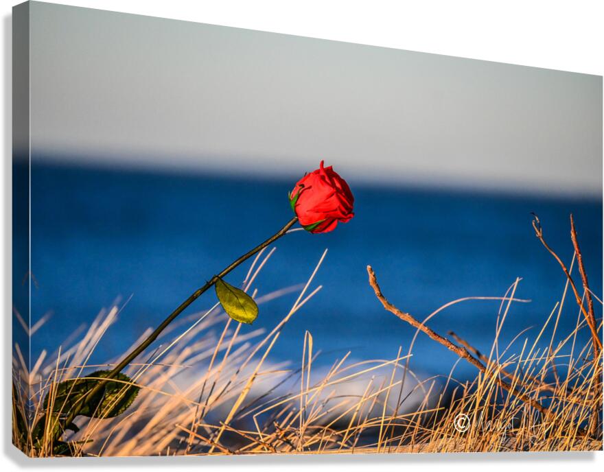 Winter Rose Canvas Print