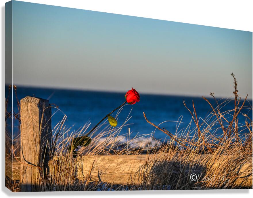 Winter Rose Canvas Print
