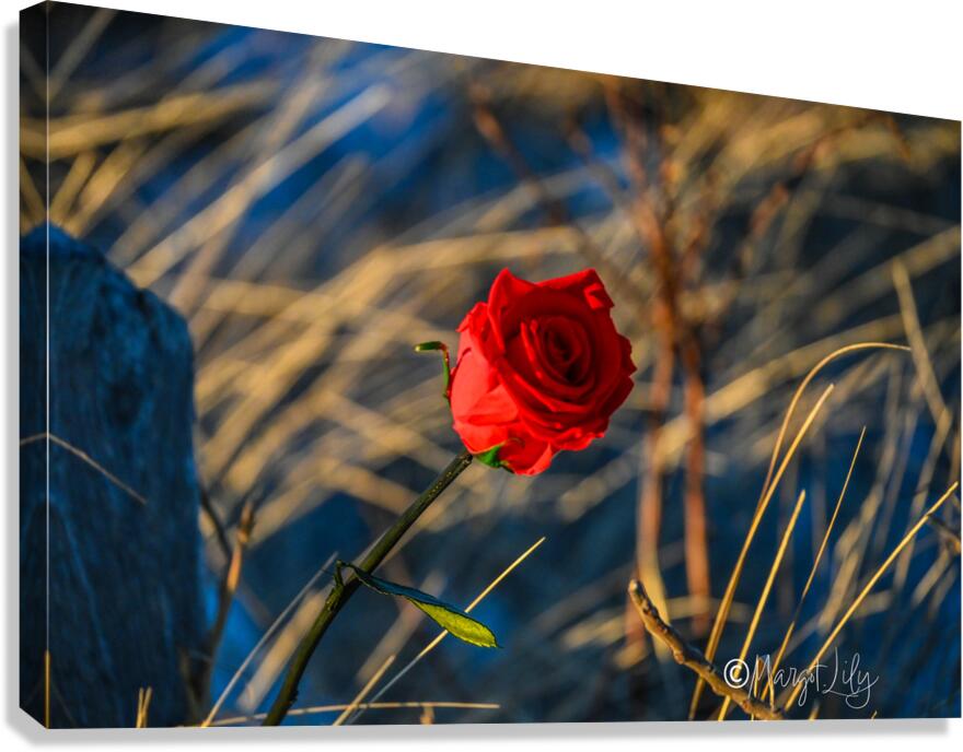 Winter Rose Canvas Print