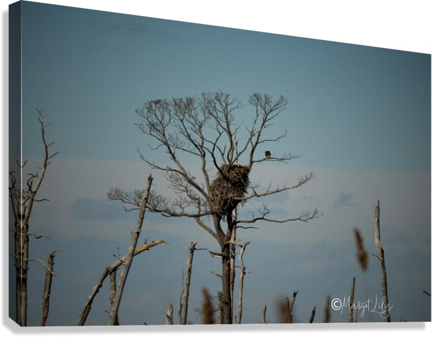 Bald Eagles Canvas Print