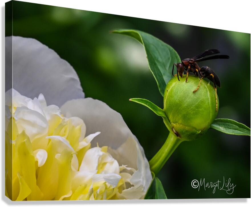 Peony Canvas Print
