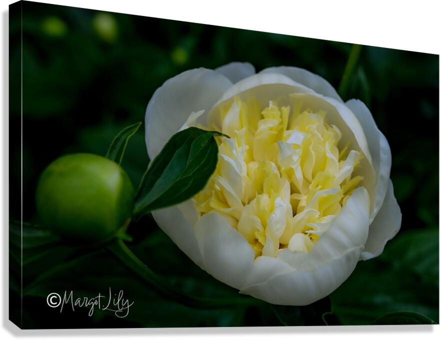 Peony Canvas Print