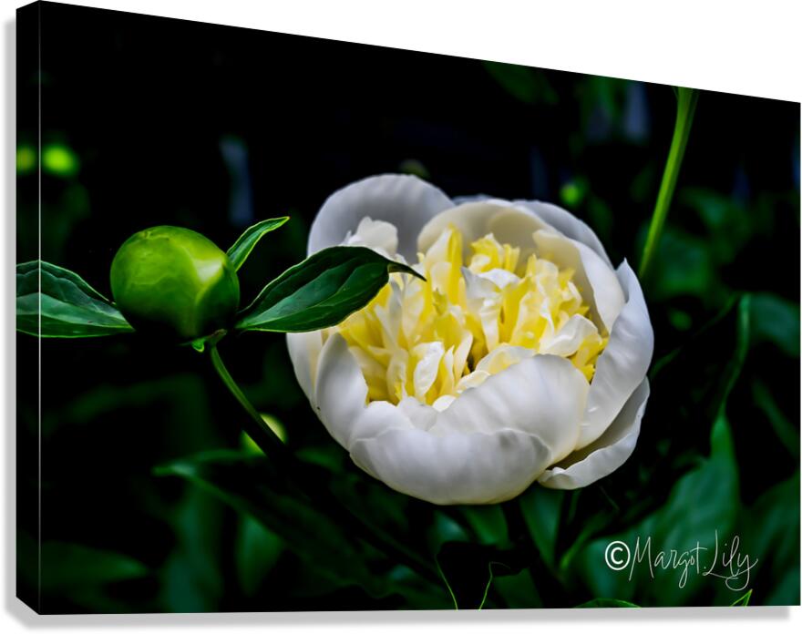 Peony Canvas Print