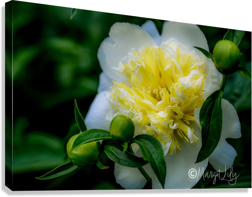 Peony Canvas Print