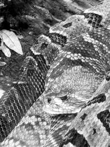 Diamondback Rattlesnake - John Byerly