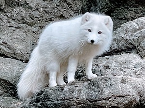 Arctic Fox 2023