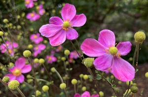 Zinnia