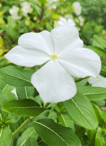 Catharanthus Roseus