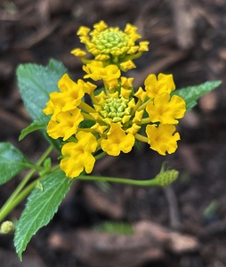 Lantana Yellow Flowering