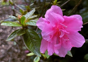 Azalea Pink Rhododendron