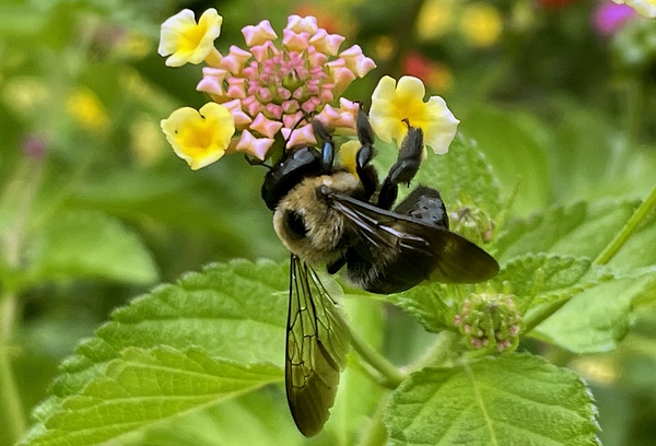 Carpenter Bee Print