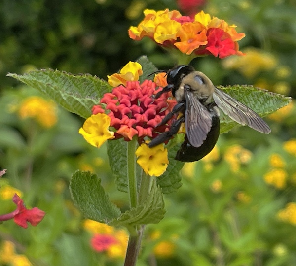 Eastern Carpenter Bee Print