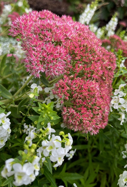 Sedum Spectabile ‘Rosenteller’ by John Byerly