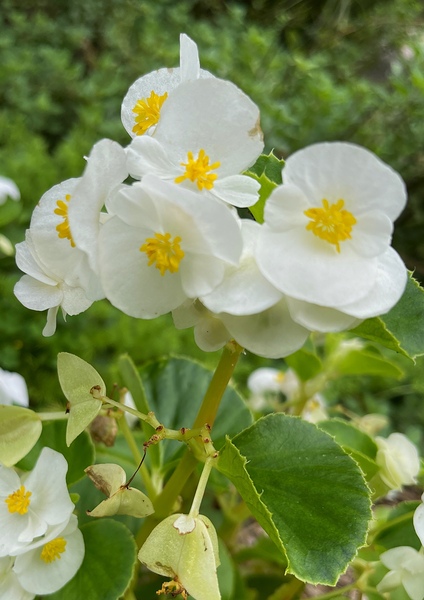 Begoniaceae - Begonias by John Byerly