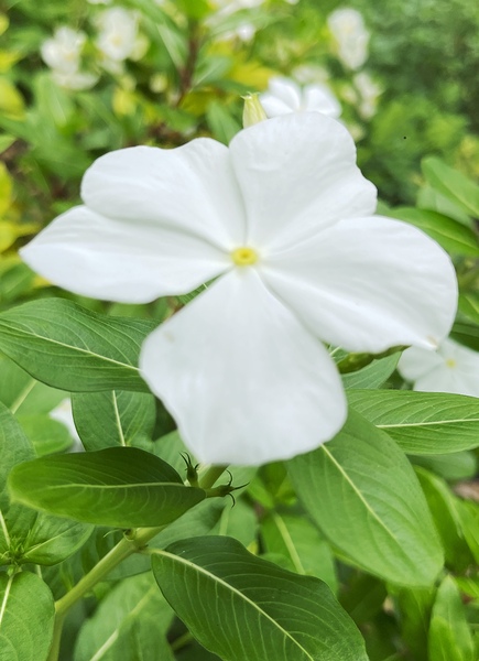 Catharanthus Roseus by John Byerly